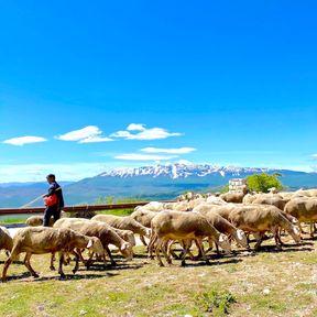 Sheep in Abruzzo