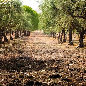 Olive Orchards near Agrigento