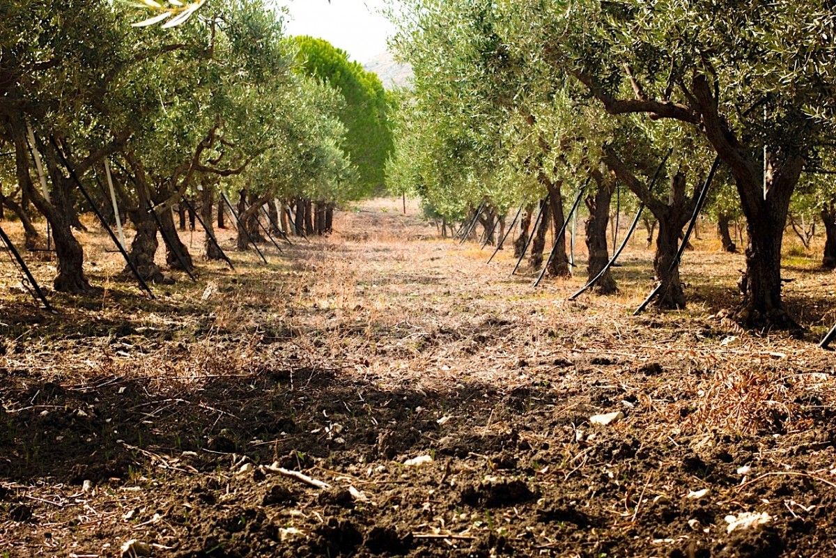 Olive Orchards near Agrigento