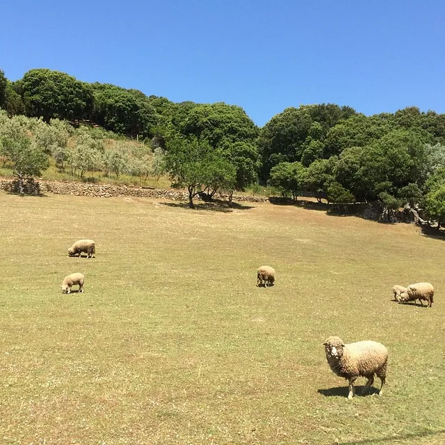 Happy Animals near Propriano Inland