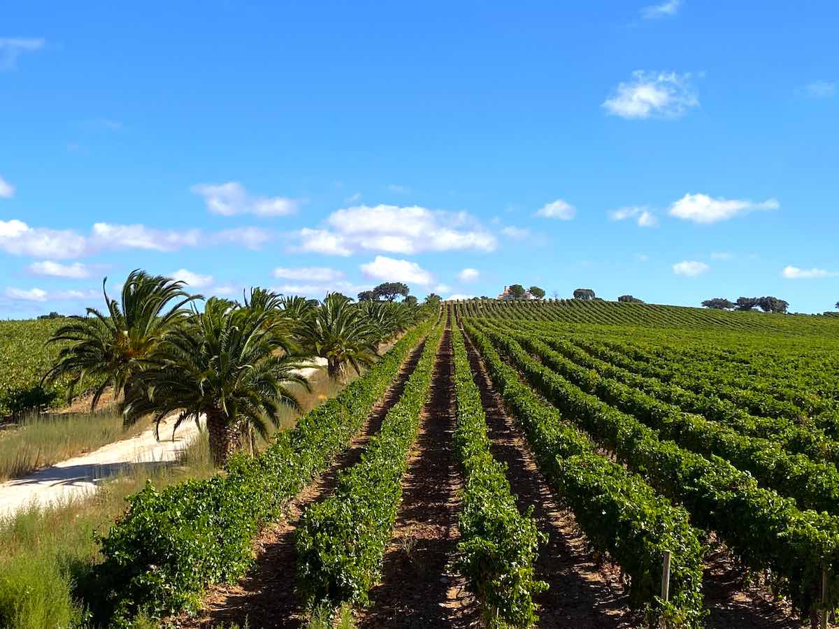 Vineyards near Extremoz