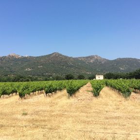 Vineyards of Corsica