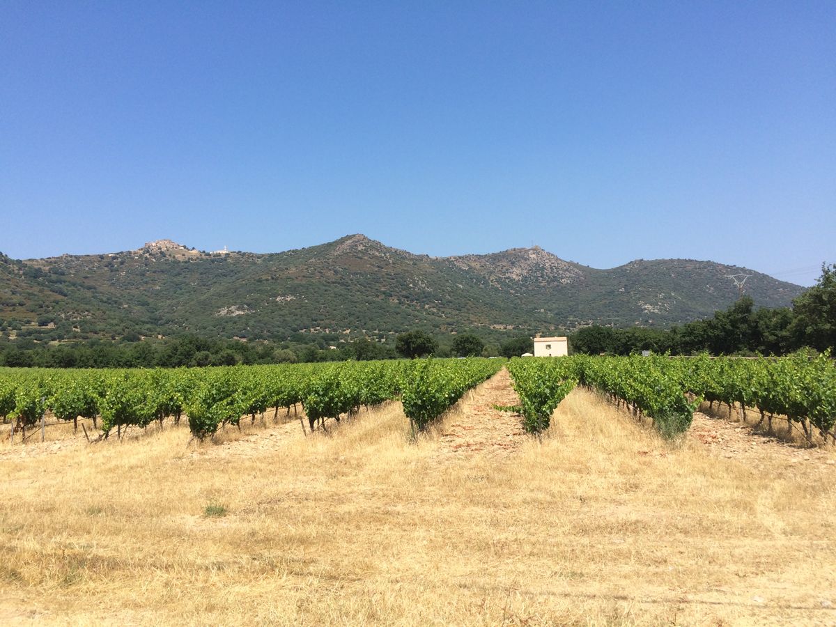 Vineyards of Corsica