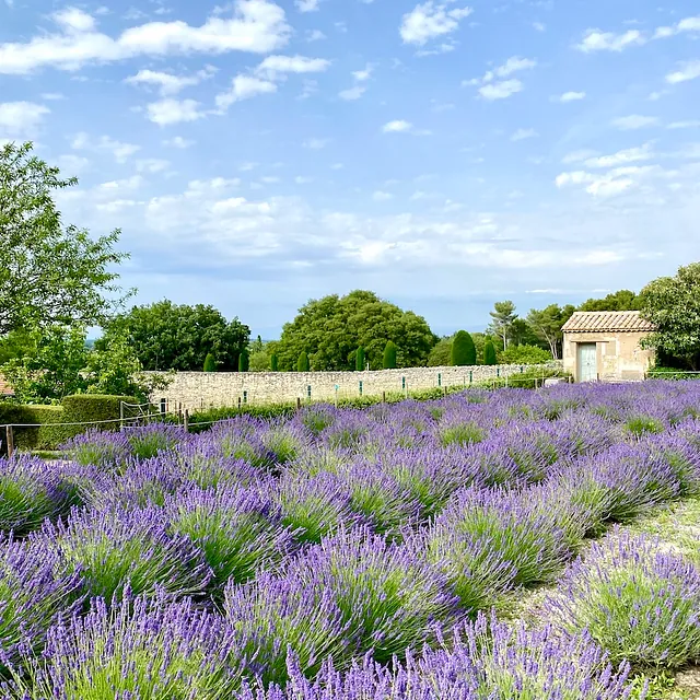 Lavender fields in Provence in mid-June