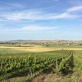 Vineyards near Larino