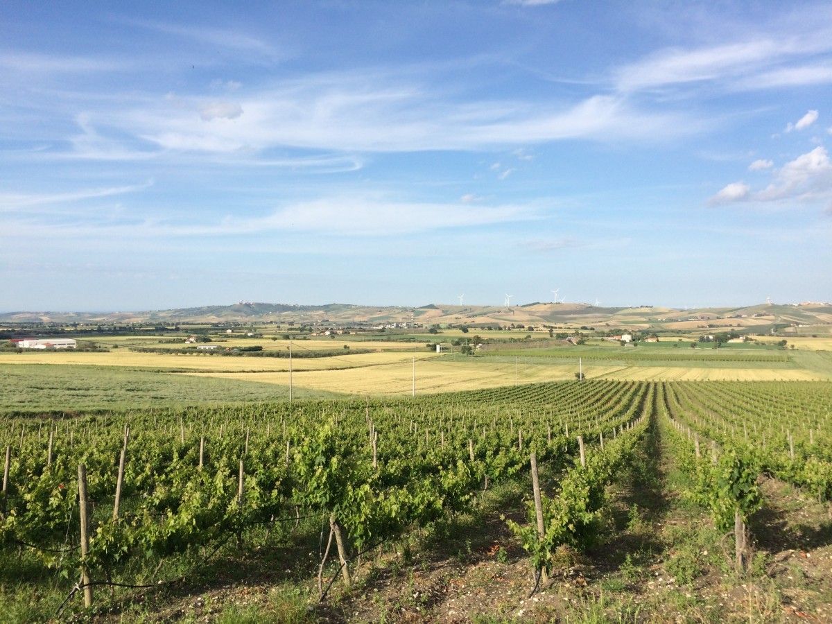 Vineyards near Larino