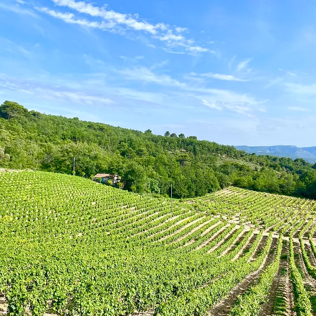 Vineyards on Cotes de Ventoux