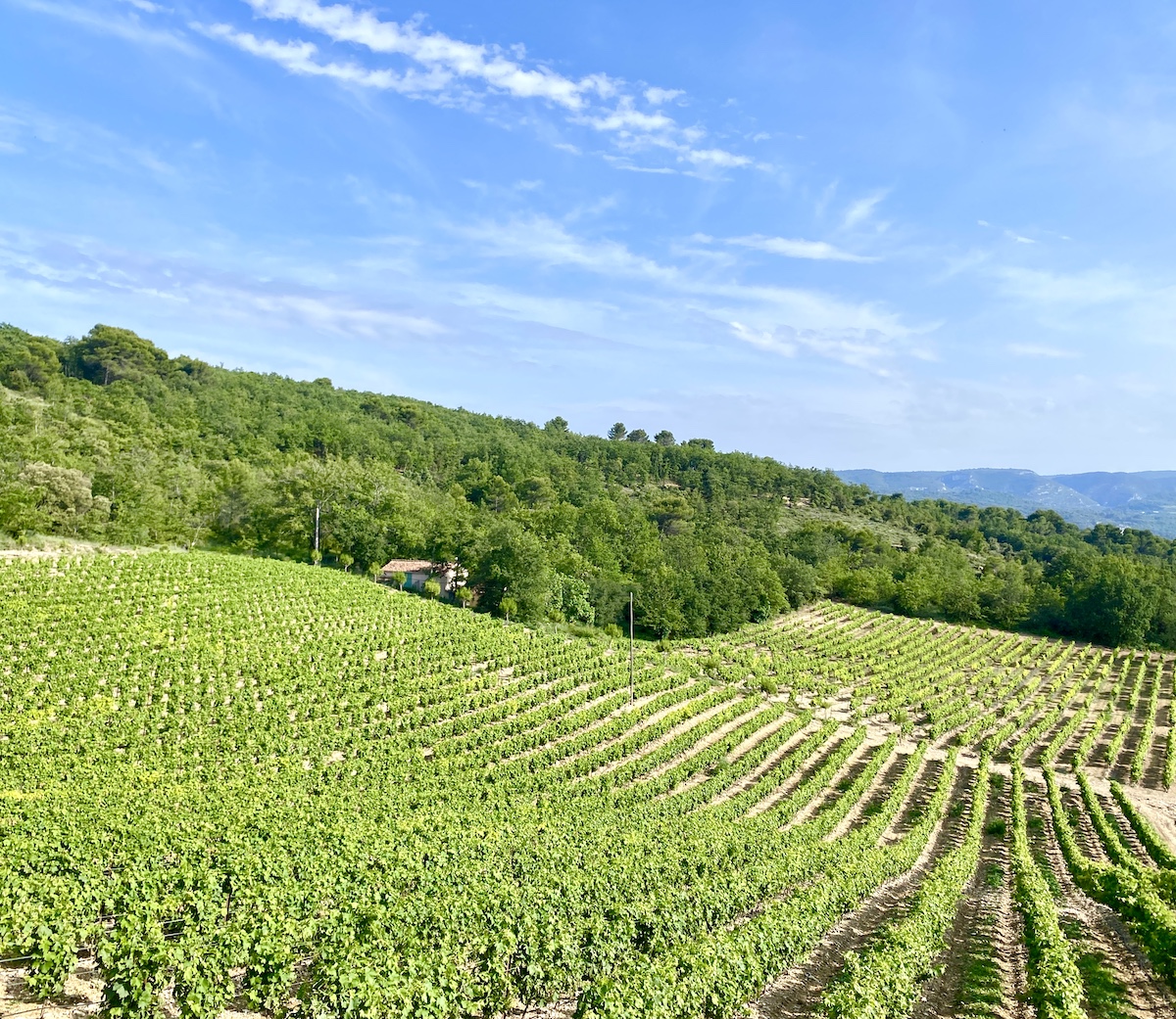 Vineyards on Cotes de Ventoux