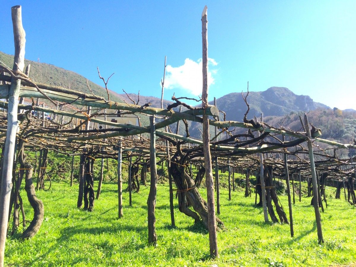 100 year old vines in Tramonti