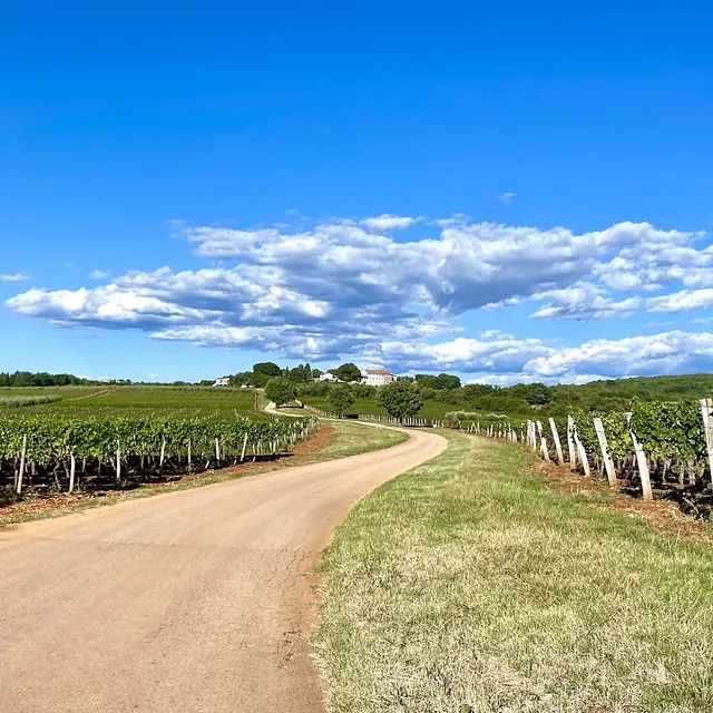Vineyards of Istria