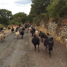 Corsican Goat Traffic Jam