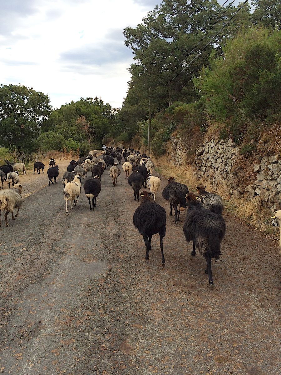 Corsican Goat Traffic Jam