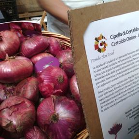 Certaldo Onion Slow Food Presidium in Tuscany