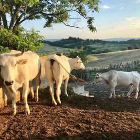 Chianina Cows in Chiana Valley