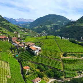 Vineyards near Bolzano