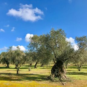 Olive Orchards in Fasano