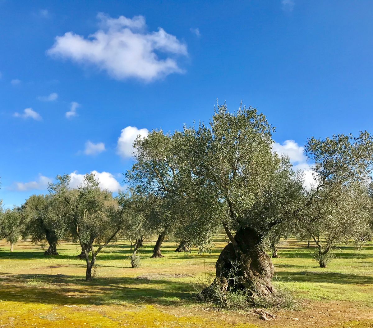 Olive Orchards in Fasano